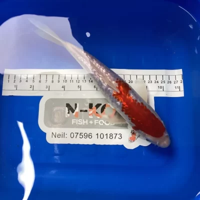 12-14 Inches 30-35 cm Koi Carp Very Friendly Stunning Marking and Colors RRP £225