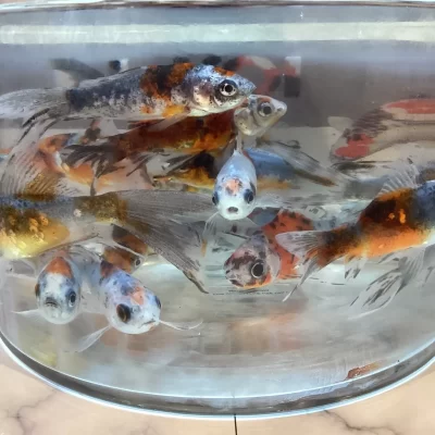2-3 Inch Shubunkins Stunning Red Imported Super Healthy FREE Food and Delivery