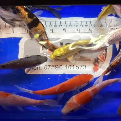 4-5 inch or 10-12 cm Koi Carp Very Friendly Stunning Marking and Colors
