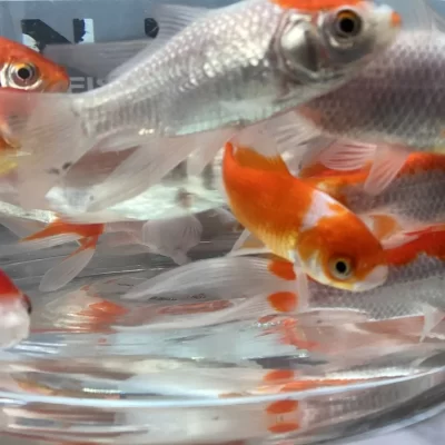 2-3 Inches Sarasa Comets Stunning Bright Red and White Imported Super Healthy FREE Food and Delivery