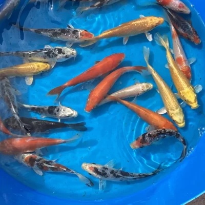 2-3 inch 5-7 cm Koi Carp Very Friendly Stunning Markings and Colours with FREE Next Day Delivery