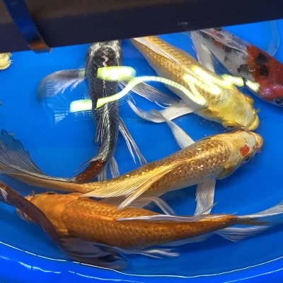 4-5" Butterfly Koi Very Graceful Friendly Stunning Markings FREE Delivery and a FREE Trial Size Pouch of Koi Pellets