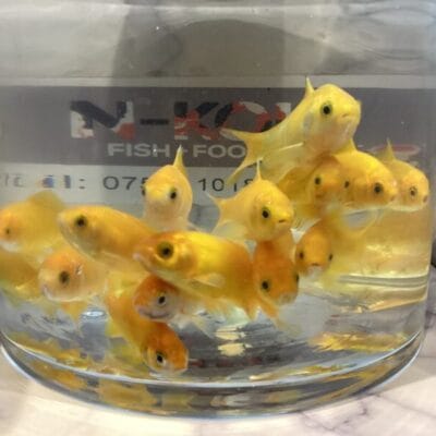 3-4 Inch Yellow Comets Stunning Yellow Imported Super Healthy FREE Food and Delivery