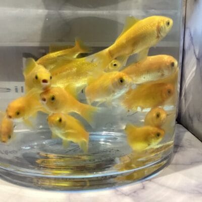 2-3 Inch Yellow Comets Stunning Yellow Imported Super Healthy FREE Food and Delivery