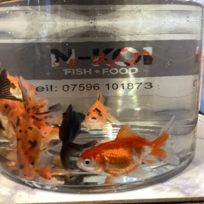 2-3 Inch Mixed Colour Imported Fantails Including Delivery and Free Pouch of Food